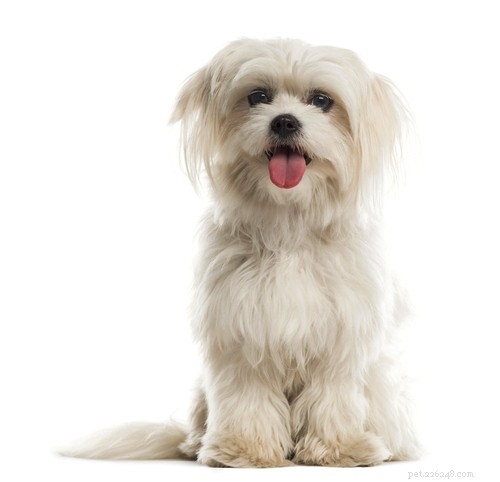 Top 15 Long‑Lived Dog Breeds: Which Can Be Your Lifelong Companion