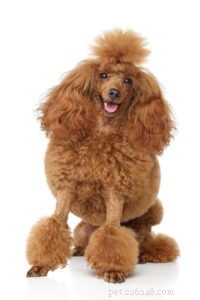 Top 15 Long‑Lived Dog Breeds: Which Can Be Your Lifelong Companion