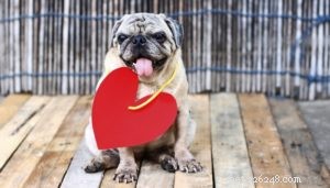 Top 15 Long‑Lived Dog Breeds: Which Can Be Your Lifelong Companion