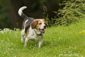 Top 15 Long‑Lived Dog Breeds: Which Can Be Your Lifelong Companion