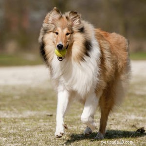 Top 15 Long‑Lived Dog Breeds: Which Can Be Your Lifelong Companion