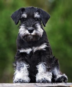 Top 15 Long‑Lived Dog Breeds: Which Can Be Your Lifelong Companion