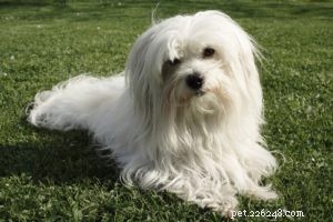 Top 15 Long‑Lived Dog Breeds: Which Can Be Your Lifelong Companion