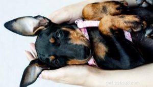 Top 15 Long‑Lived Dog Breeds: Which Can Be Your Lifelong Companion