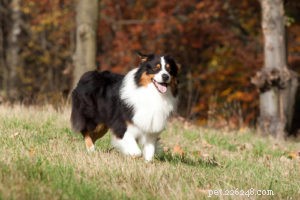 Top 15 Long‑Lived Dog Breeds: Which Can Be Your Lifelong Companion