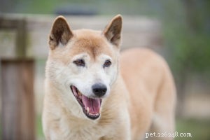 Top 15 Long‑Lived Dog Breeds: Which Can Be Your Lifelong Companion