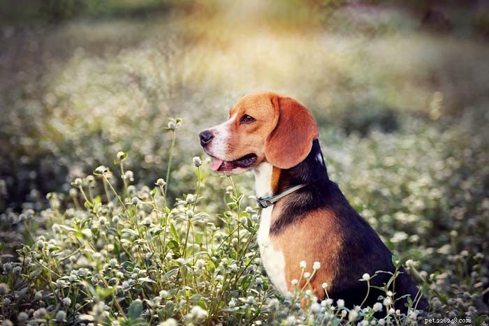 Top 25 Dogs Known for Exceptional Smell: A Guide
