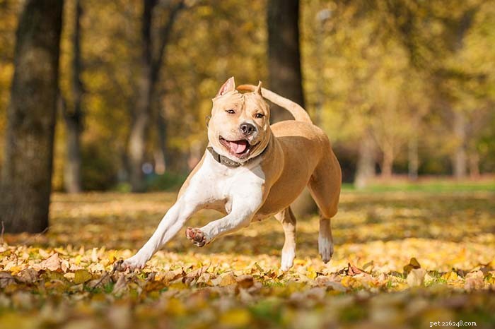 Top 25 Dogs Known for Exceptional Smell: A Guide