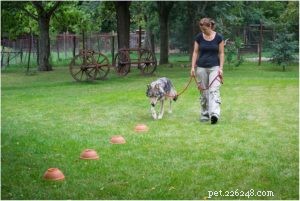 Top 25 Dogs Known for Exceptional Smell: A Guide