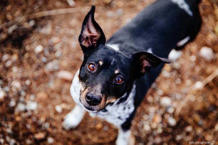 Top 25 Dogs Known for Exceptional Smell: A Guide
