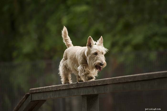 Top 25 Dogs Known for Exceptional Smell: A Guide