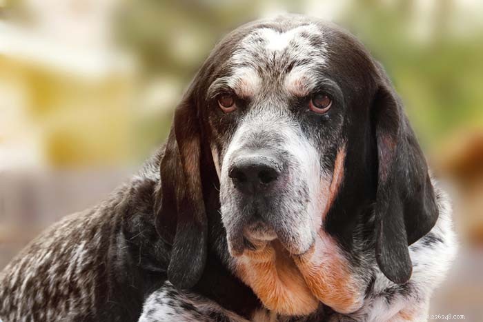 Top 25 Dogs Known for Exceptional Smell: A Guide