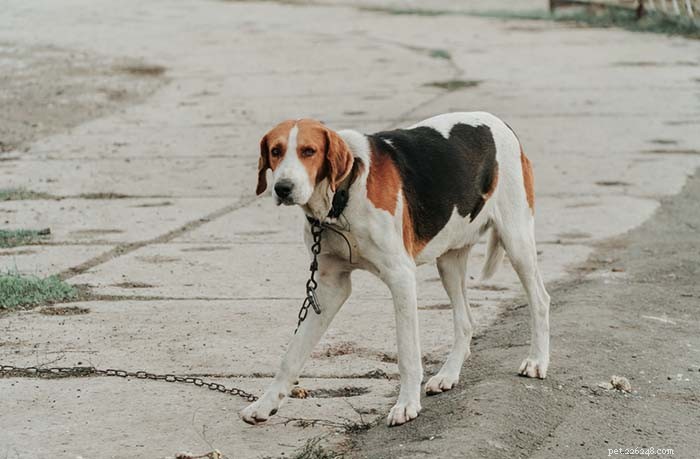 Top 25 Dogs Known for Exceptional Smell: A Guide