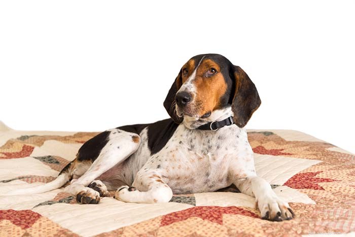 Top 25 Dogs Known for Exceptional Smell: A Guide
