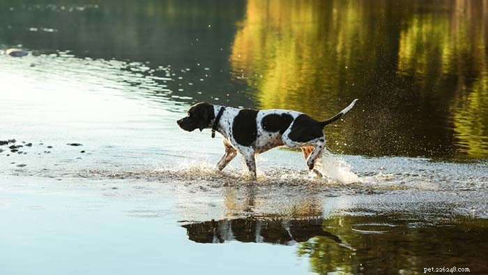Top 25 Dogs Known for Exceptional Smell: A Guide