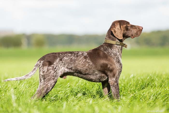 Top 25 Dogs Known for Exceptional Smell: A Guide
