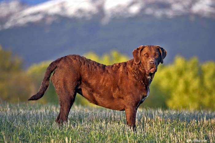Top 25 Dogs Known for Exceptional Smell: A Guide