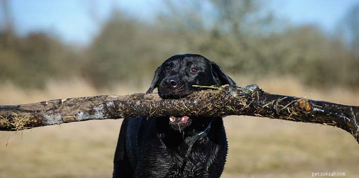 Top 25 Dogs Known for Exceptional Smell: A Guide