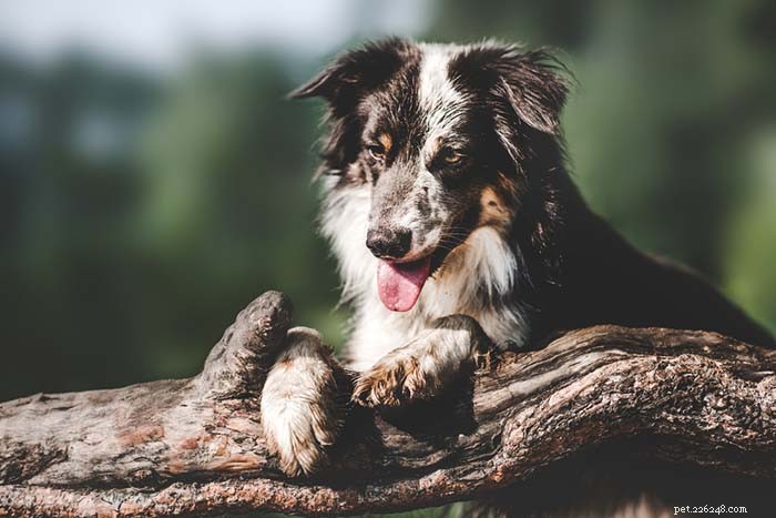 Top 25 Dogs Known for Exceptional Smell: A Guide