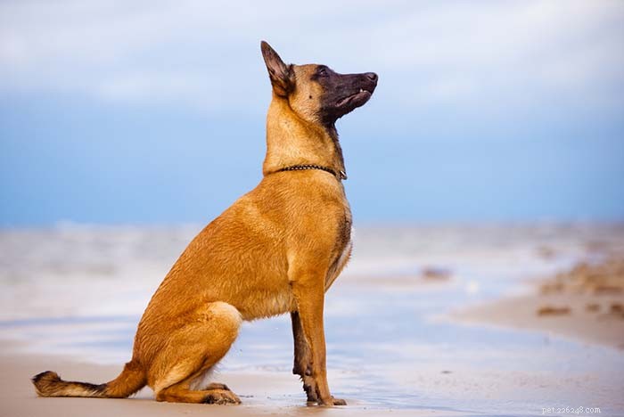 Top 25 Dogs Known for Exceptional Smell: A Guide