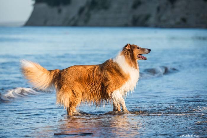 Top 25 Dogs Known for Exceptional Smell: A Guide
