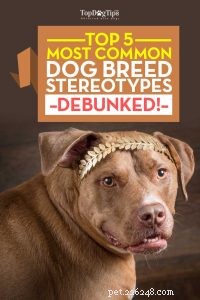 Debunking the 5 Most Common Dog Breed Stereotypes: Truth vs. Myth