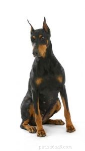 Debunking the 5 Most Common Dog Breed Stereotypes: Truth vs. Myth