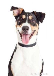 Debunking the 5 Most Common Dog Breed Stereotypes: Truth vs. Myth