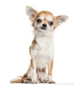 Debunking the 5 Most Common Dog Breed Stereotypes: Truth vs. Myth