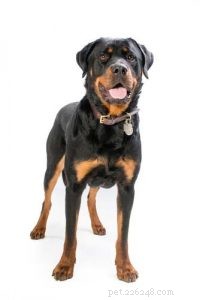Debunking the 5 Most Common Dog Breed Stereotypes: Truth vs. Myth