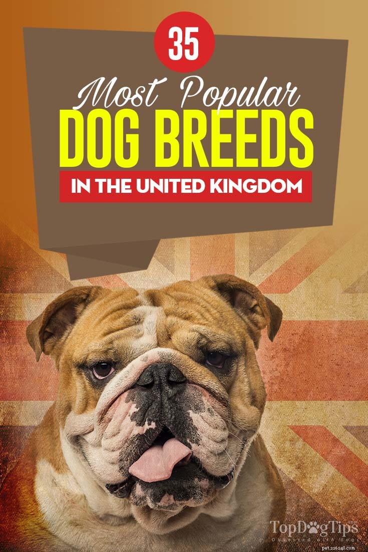 Top 35 Dog Breeds Loved in the UK: A Trusted Guide for Pet Parents