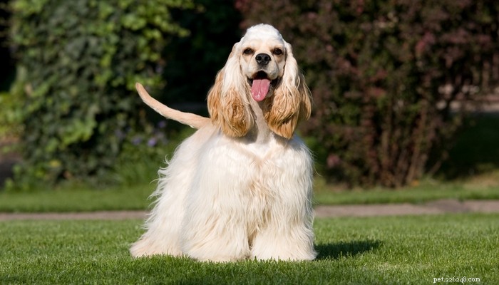 Top 35 Dog Breeds Loved in the UK: A Trusted Guide for Pet Parents