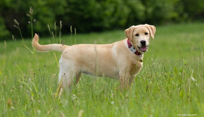 Top 35 Dog Breeds Loved in the UK: A Trusted Guide for Pet Parents