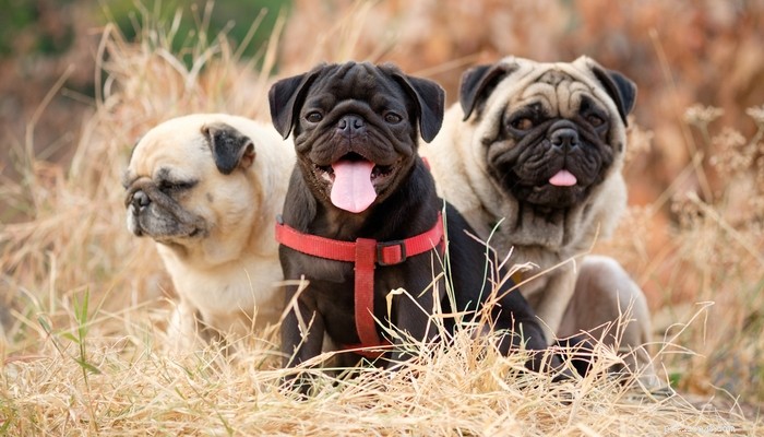 Top 35 Dog Breeds Loved in the UK: A Trusted Guide for Pet Parents