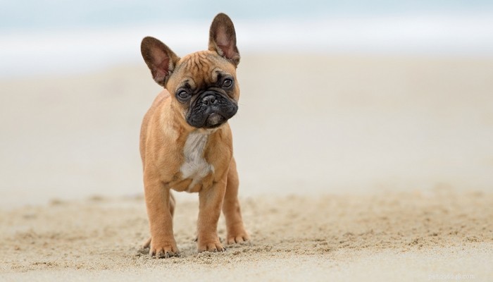 Top 35 Dog Breeds Loved in the UK: A Trusted Guide for Pet Parents