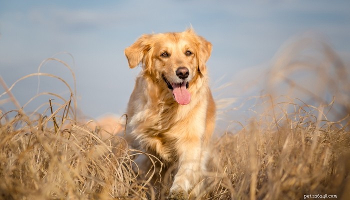 Top 35 Dog Breeds Loved in the UK: A Trusted Guide for Pet Parents
