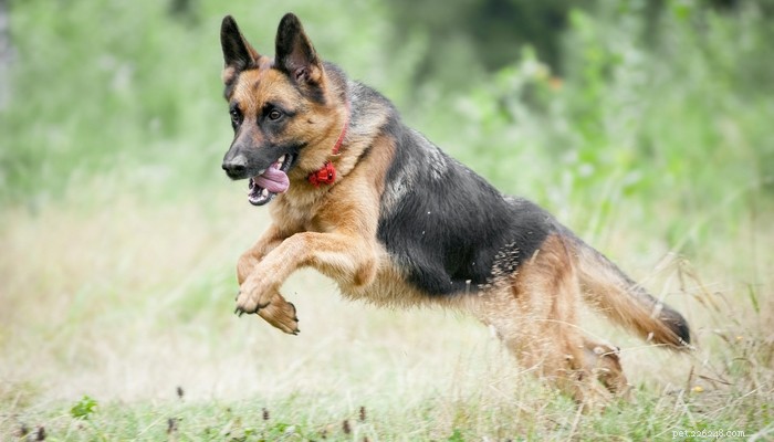 Top 35 Dog Breeds Loved in the UK: A Trusted Guide for Pet Parents