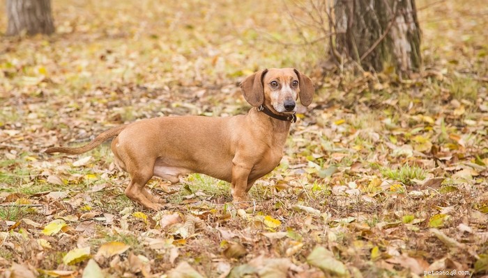 Top 35 Dog Breeds Loved in the UK: A Trusted Guide for Pet Parents