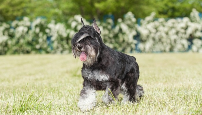 Top 35 Dog Breeds Loved in the UK: A Trusted Guide for Pet Parents