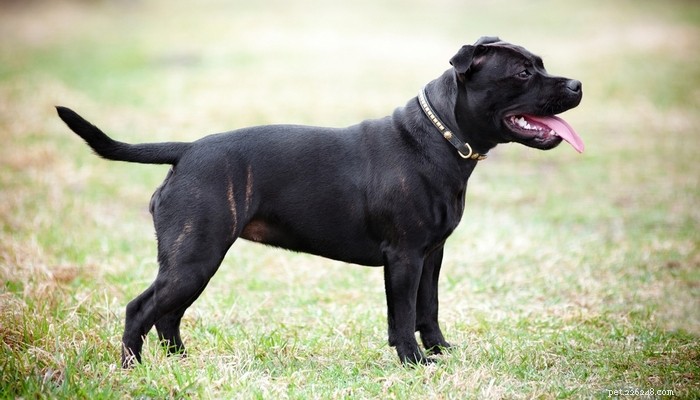 Top 35 Dog Breeds Loved in the UK: A Trusted Guide for Pet Parents