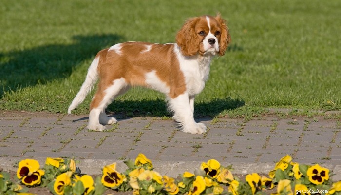 Top 35 Dog Breeds Loved in the UK: A Trusted Guide for Pet Parents