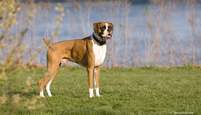 Top 35 Dog Breeds Loved in the UK: A Trusted Guide for Pet Parents