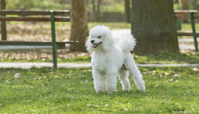 Top 35 Dog Breeds Loved in the UK: A Trusted Guide for Pet Parents