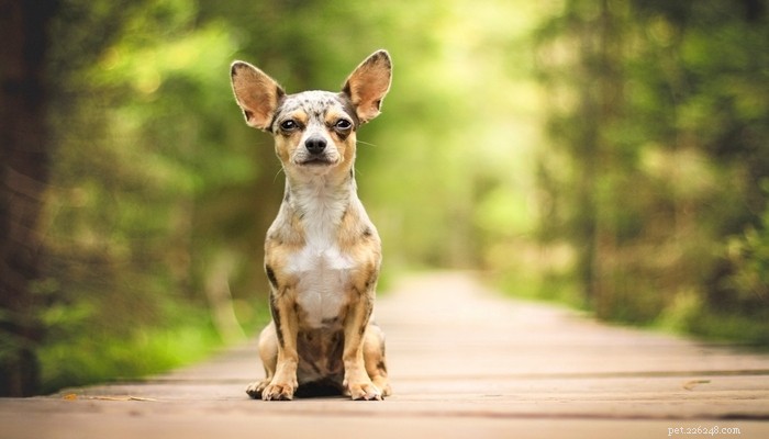 Top 35 Dog Breeds Loved in the UK: A Trusted Guide for Pet Parents