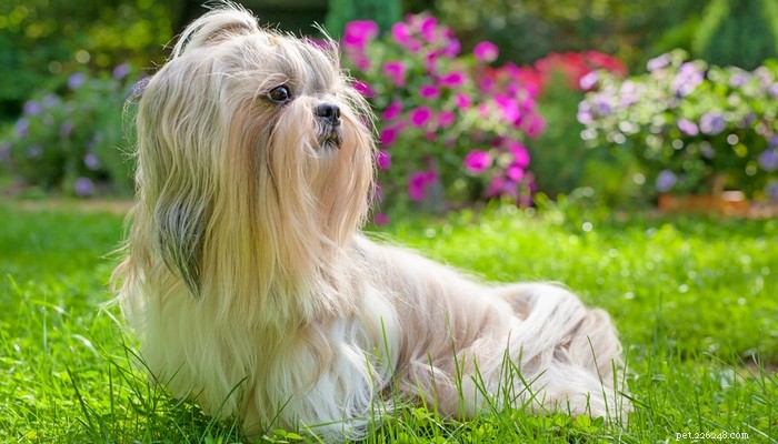 Top 35 Dog Breeds Loved in the UK: A Trusted Guide for Pet Parents