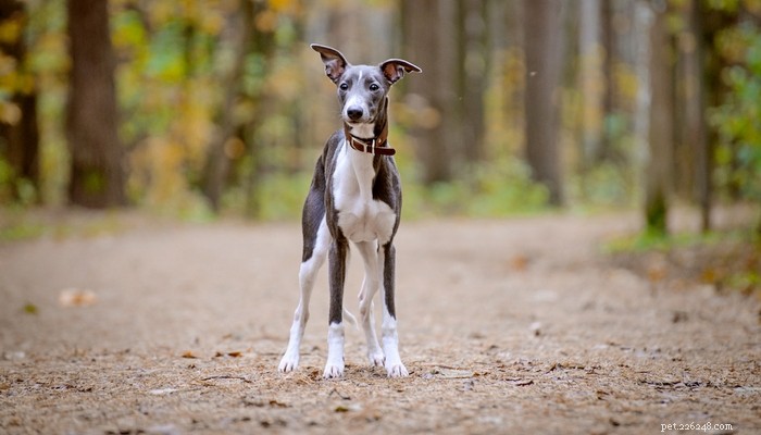 Top 35 Dog Breeds Loved in the UK: A Trusted Guide for Pet Parents