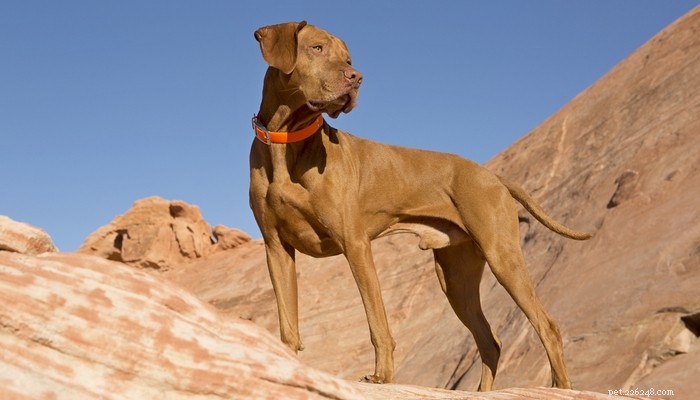Top 35 Dog Breeds Loved in the UK: A Trusted Guide for Pet Parents