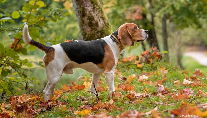 Top 35 Dog Breeds Loved in the UK: A Trusted Guide for Pet Parents