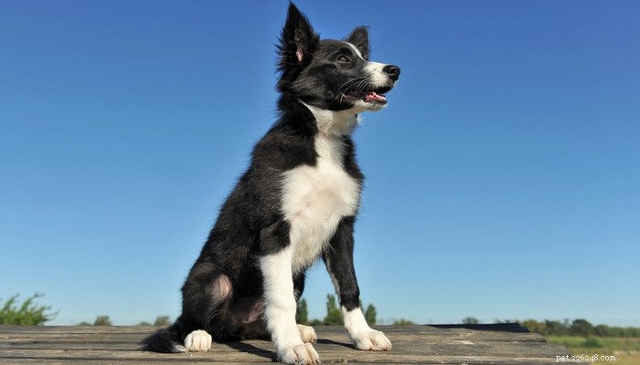 Top 35 Dog Breeds Loved in the UK: A Trusted Guide for Pet Parents