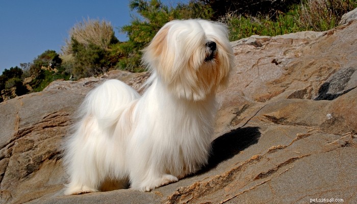 Top 35 Dog Breeds Loved in the UK: A Trusted Guide for Pet Parents